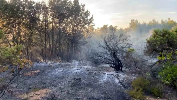 Gebze’deki Orman Yangını Kontrol Altına Alındı